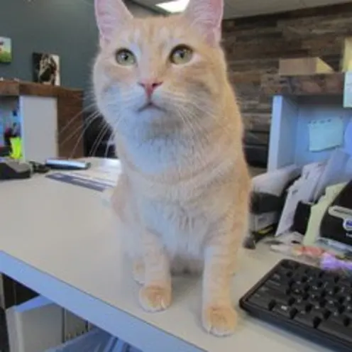 Cat on reception desk